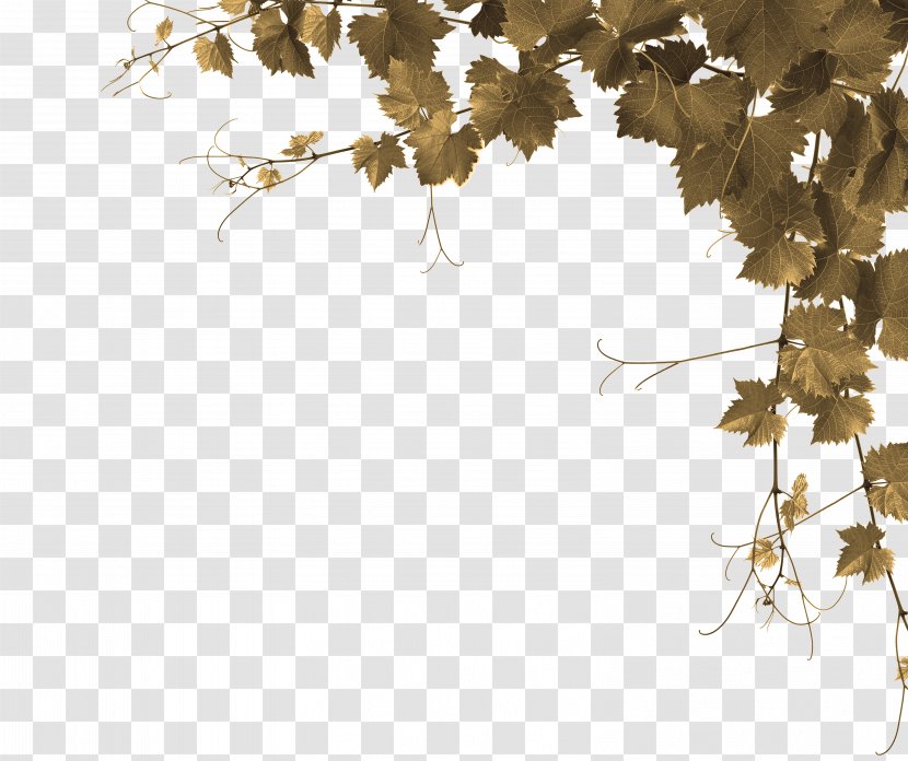 Common Grape Vine Stock Photography Desktop Wallpaper Leaves - Flora - Foliage Transparent PNG