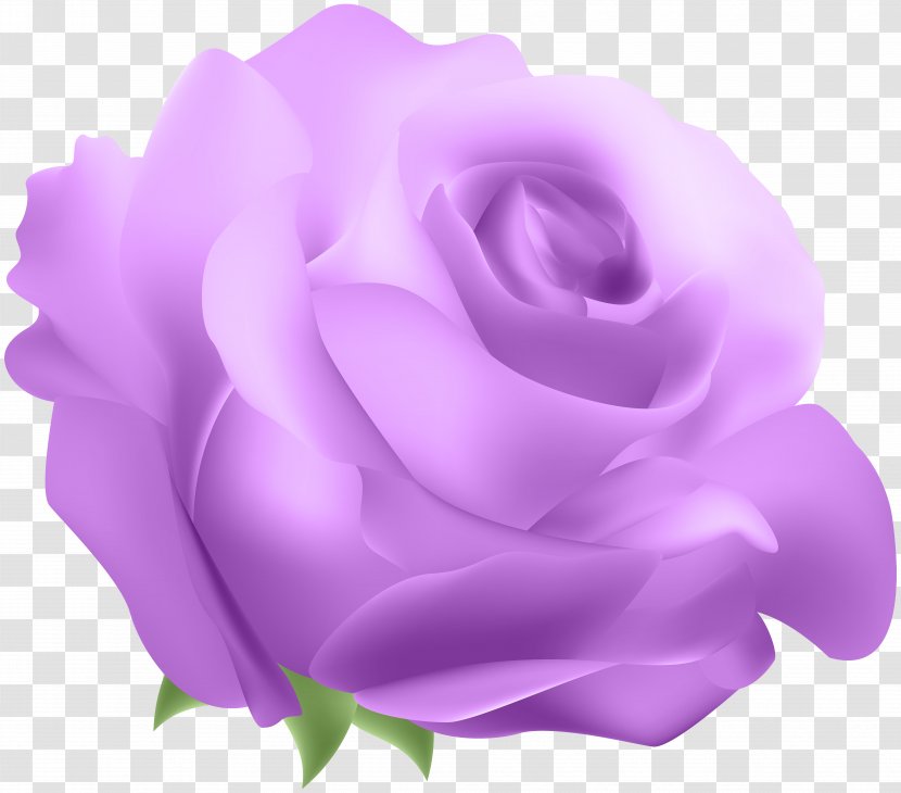Blue Rose Clip Art - Flowering Plant - Deco Purple Transparent PNG