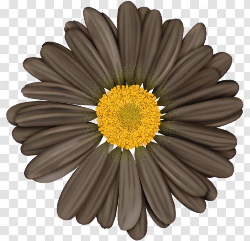 Facebook Illustrator Clip Art - Idea - Grey Chrysanthemum Transparent PNG