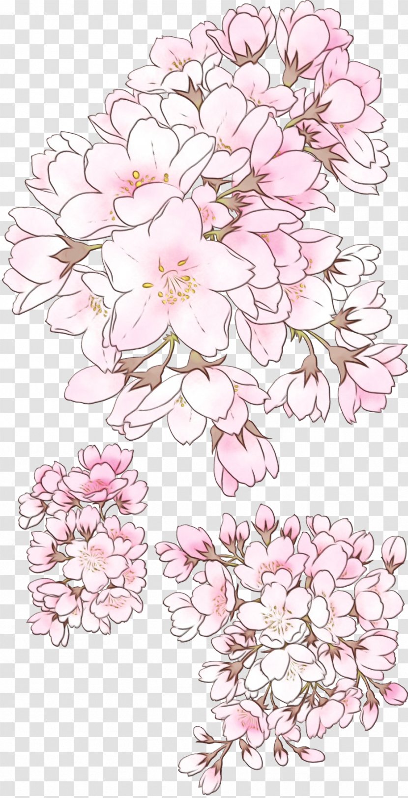 Cherry Blossom Flower - Paint - Bouquet Pedicel Transparent PNG