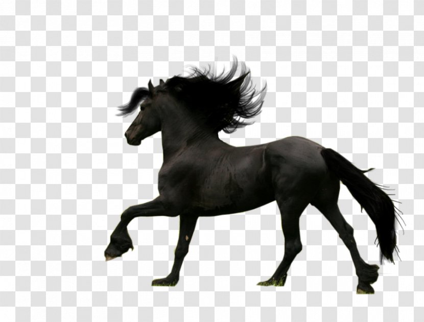 Friesian Horse Thoroughbred Android Breed - Dark Transparent PNG