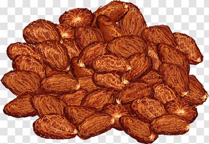 Theobroma Cacao Cocoa Bean Illustration - Nuts Seeds - Vector Hand-painted Almond Transparent PNG
