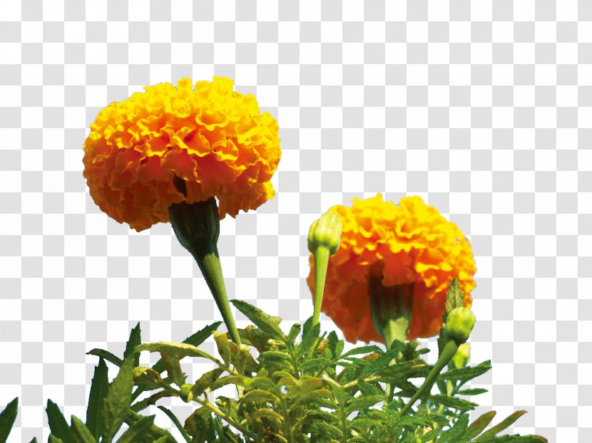 Mexican Marigold Flower - Plant - Yellow Transparent PNG
