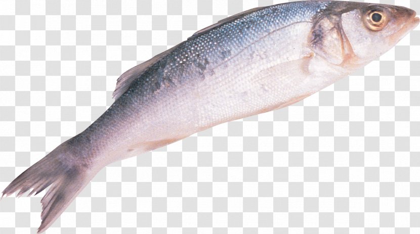 Sardine European Bass Fish Common Sole Drums - Bluefish Transparent PNG
