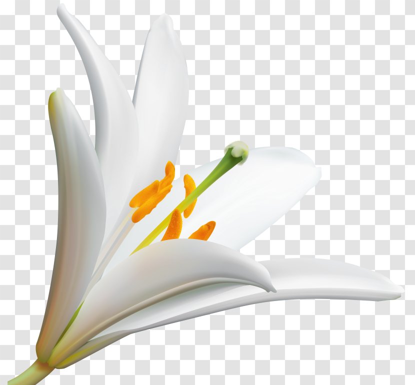 Desktop Wallpaper Lily Clip Art Flower - Flowering Plant Transparent PNG