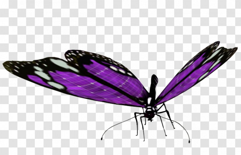 Brush-footed Butterflies Butterfly Clip Art - Purple Transparent PNG