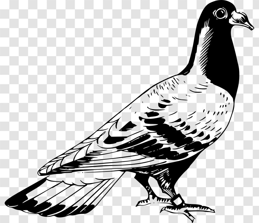 Homing Pigeon Columbidae English Carrier Bird Drawing - Black And White Transparent PNG