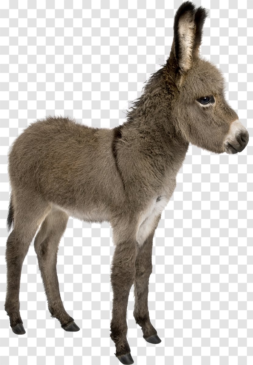 Irish Donkey Provence Foal Stock Photography - Mustang Horse Transparent PNG