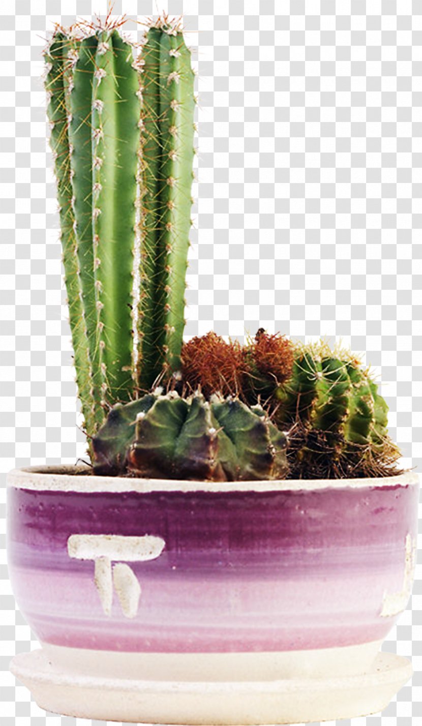 Cacti And Succulents Cactaceae Succulent Plant Flowering - Flowerpot - Cactus Transparent PNG
