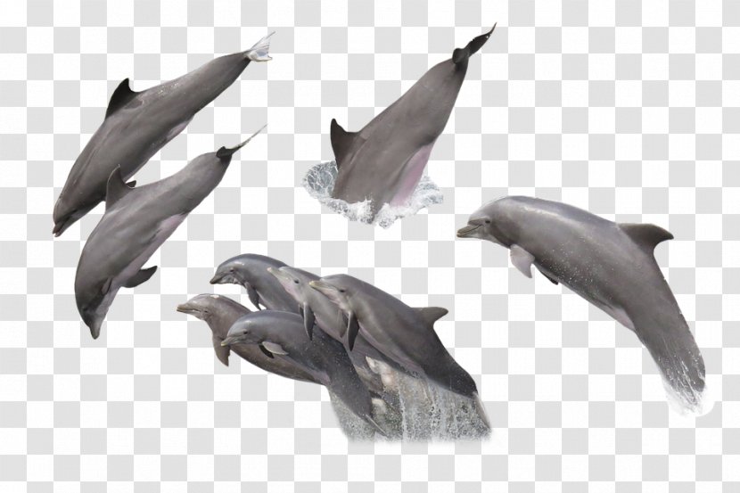 Common Bottlenose Dolphin - Collection Of Various Transparent PNG