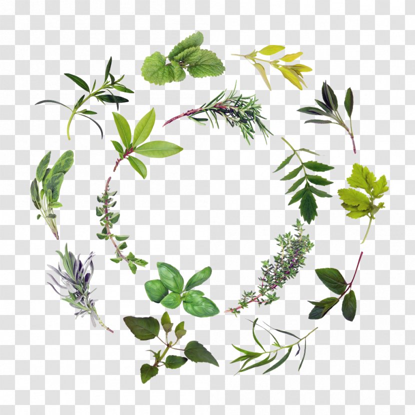 Green Herbs - Wreath - Leaf Vegetable Transparent PNG