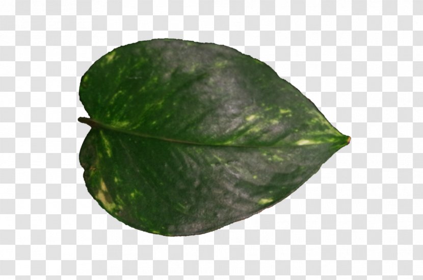 Leaf Plant Pathology Plants Transparent PNG