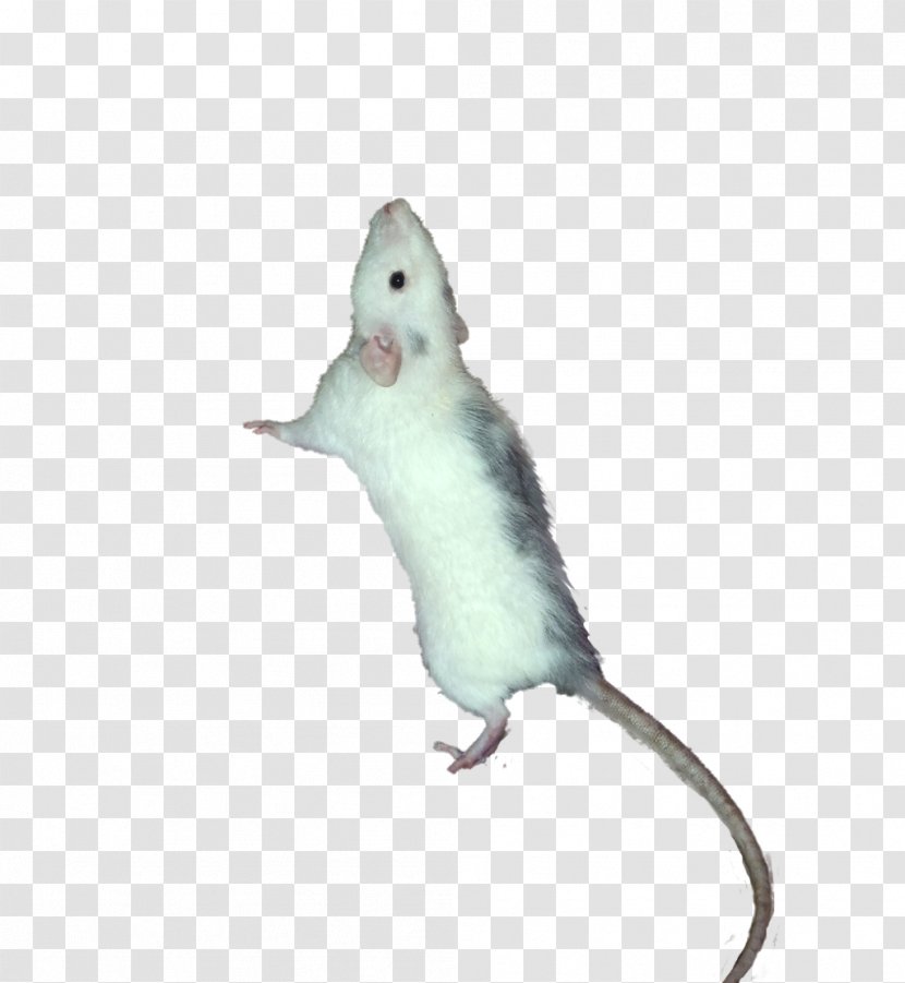 Computer Mouse Fauna Tail - Rodent Transparent PNG
