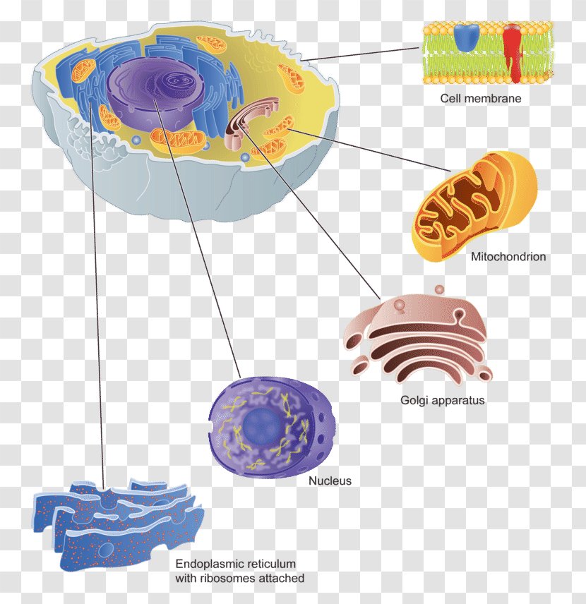 Golgi Apparatus Cell Membrane Protein Targeting - Vesicle - Human Cells Transparent PNG