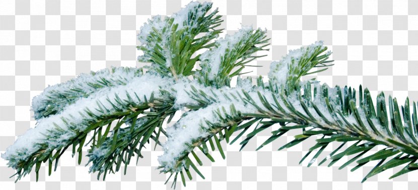 Christmas Tree Branch Fir - Wood - Fir-tree Transparent PNG