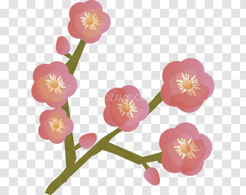 Plum Blossom Double-flowered Petal Drawing - Umenohana Co Ltd - Pink Family Transparent PNG