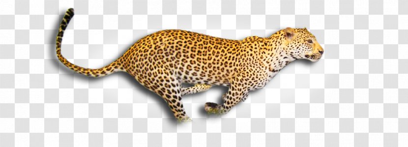 Leopard Cheetah Wildlife Clip Art - Safari Transparent PNG
