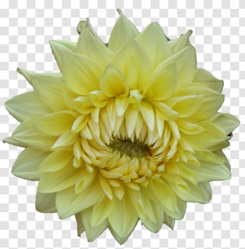 Dahlia Chrysanthemum Cut Flowers Petal - Flower Transparent PNG