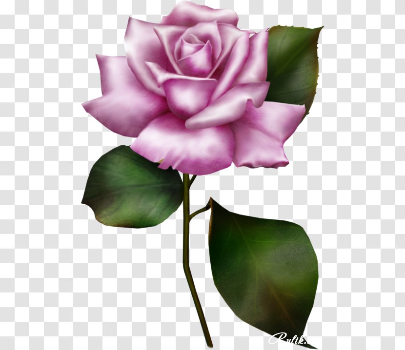 Garden Roses Flower Clip Art - Herbaceous Plant - Lilac Transparent PNG