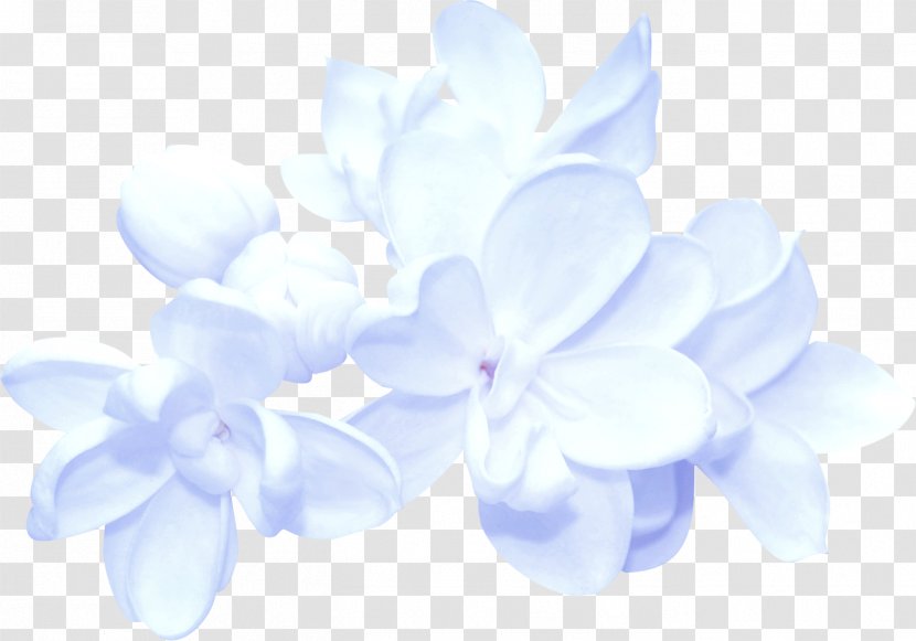 Flower Blue - Gratis Transparent PNG