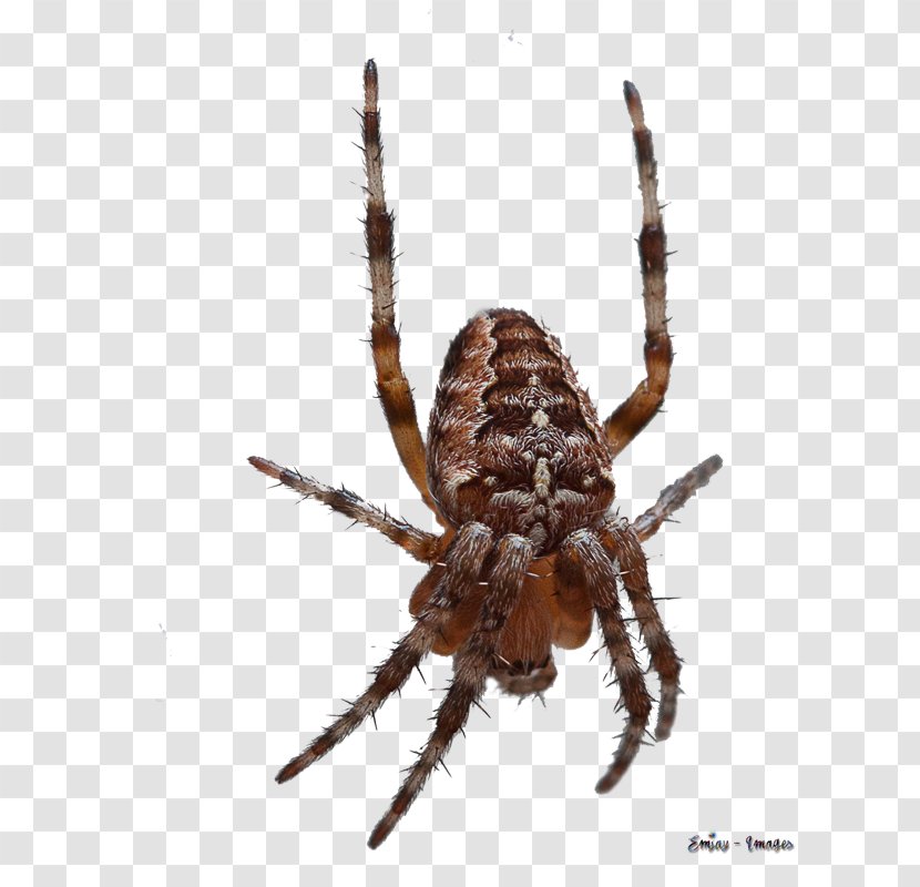 European Garden Spider Barn Wolf Insect - Araneus Cavaticus - Animals Transparent PNG