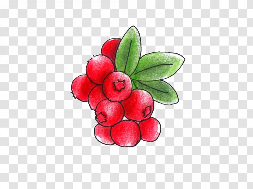 Lingonberry Cranberry Juice Presbyopia Ageing - Frutti Di Bosco - Food Transparent PNG