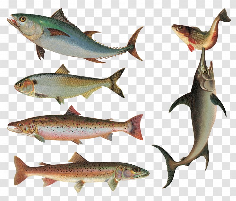 Fish As Food Sardine Clip Art - Salmon - Total Transparent PNG