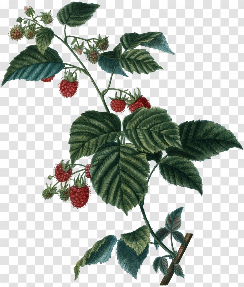 Red Flower - Raspberry - Viburnum Lantana Transparent PNG