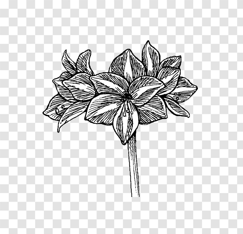 Petal Line Art Leaf White Sketch - Drawing Transparent PNG