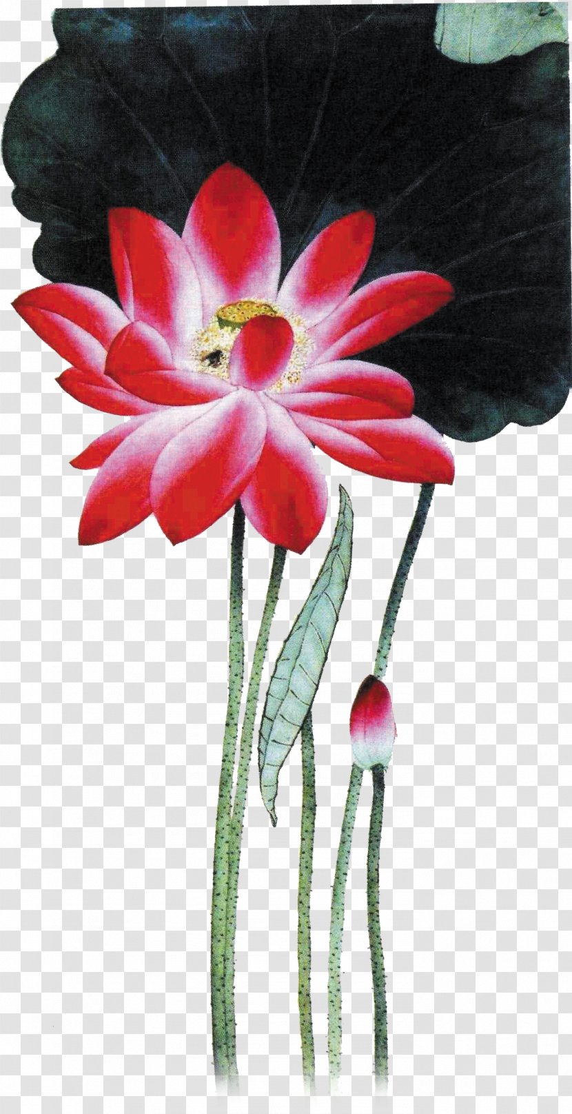 Red Floral Design White - Nelumbo Nucifera - Lotus Transparent PNG