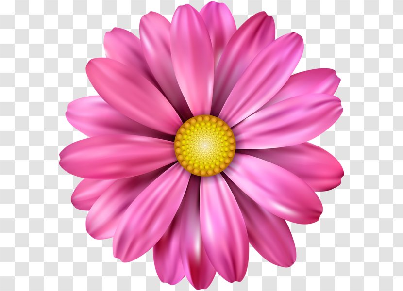 Flower Petal Drawing - Daisy Family - Pink Calendar Transparent PNG