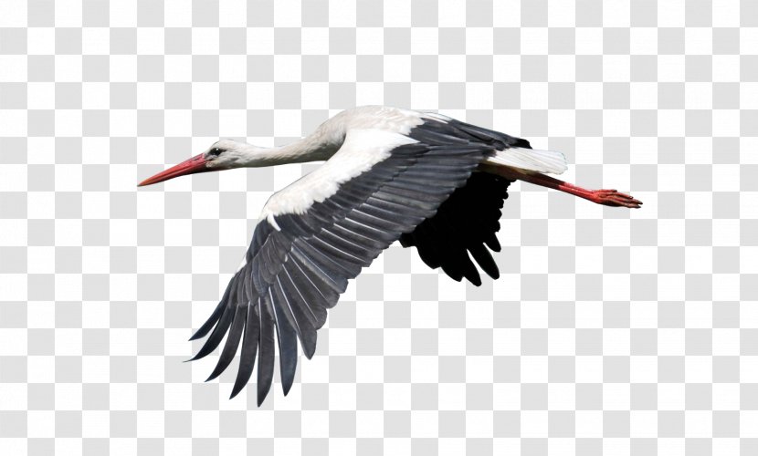 White Stork Bird Crane Egret - Ciconia Transparent PNG