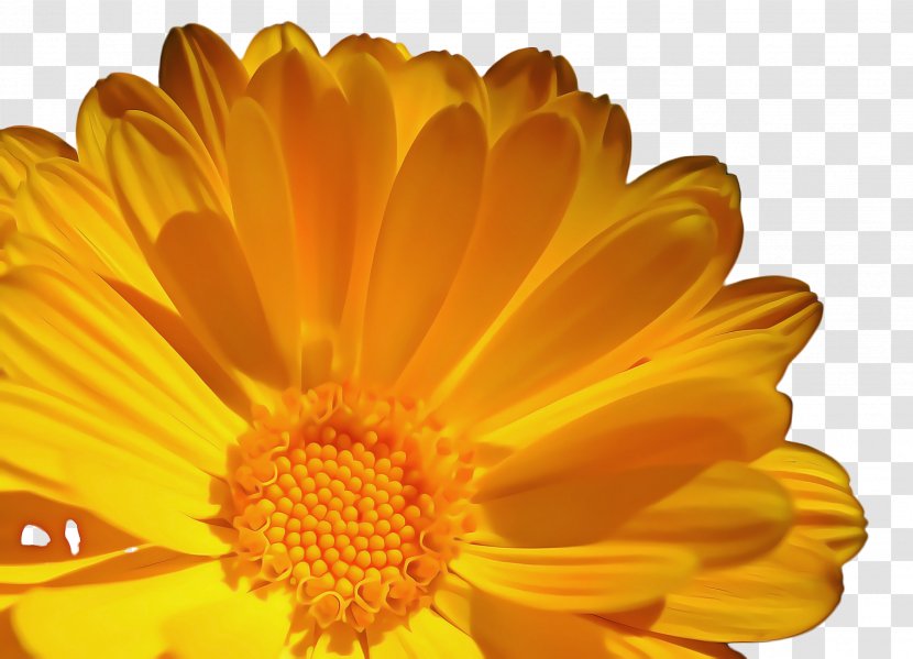 Blossom Background - Orange - Perennial Plant Wildflower Transparent PNG