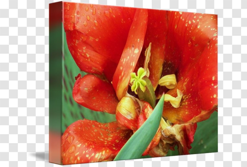 Strawberry Still Life Photography - Orange Tulip Transparent PNG