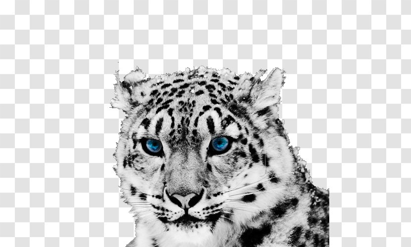 The Snow Leopard Tiger Cheetah - Big Cats - Lovely Head Like Transparent PNG