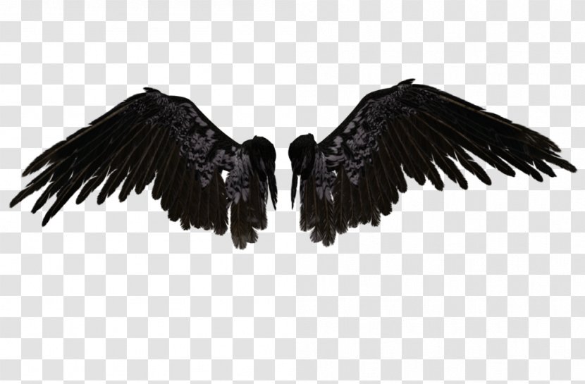 Drawing Chicken Clip Art - Bird Of Prey - Angel Wings Transparent PNG