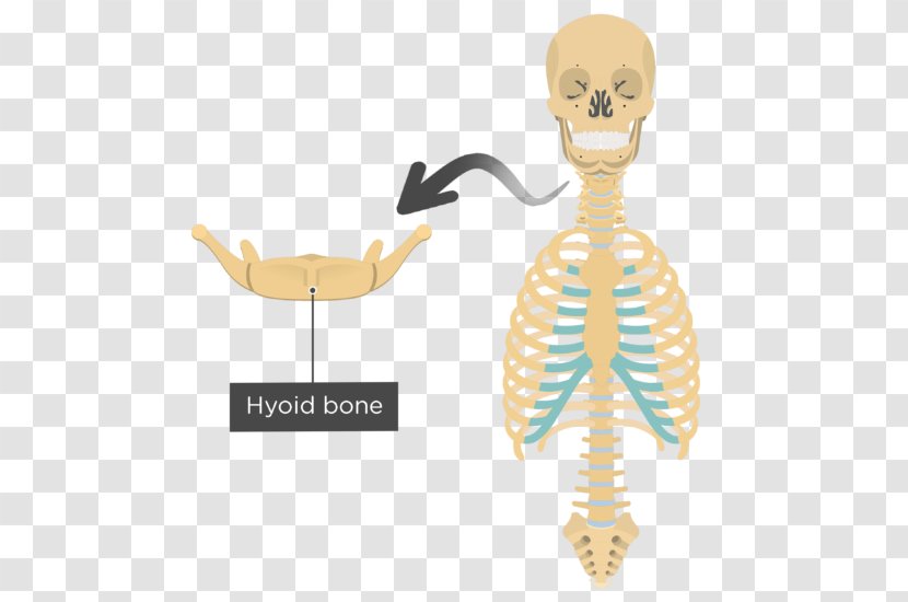 Clavicle Human Skeleton Axial Body Anatomy - Tree Transparent PNG