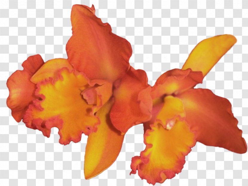 Clip Art Orchids Flower Adobe Photoshop - Orchid - Beautiful Transparent PNG