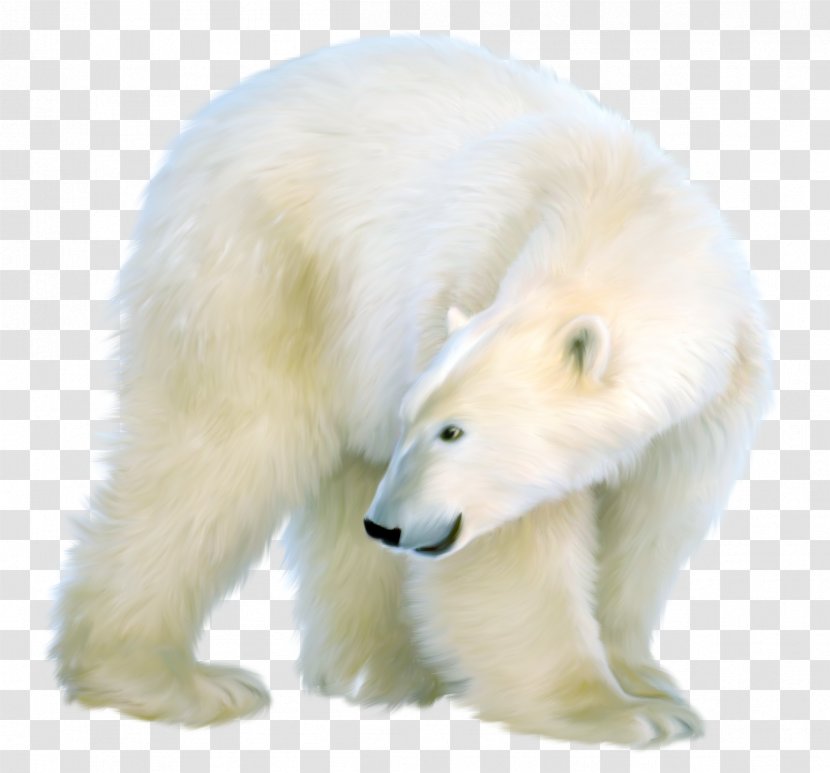 Polar Bear Clip Art - Fur Transparent PNG