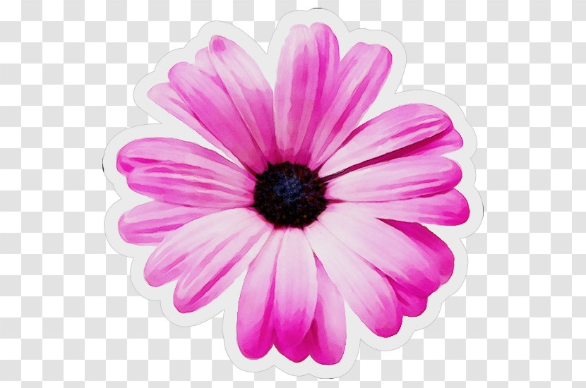 Transvaal Daisy Chrysanthemum Pink M Herbaceous Plant Close-up Transparent PNG