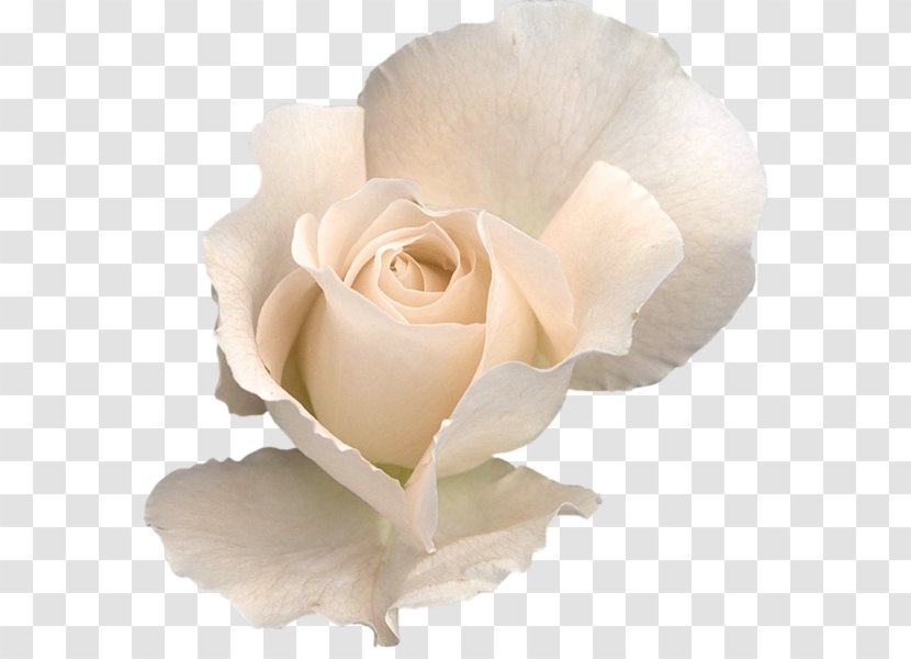 Rose White Flower Clip Art - Order - Roses Transparent PNG