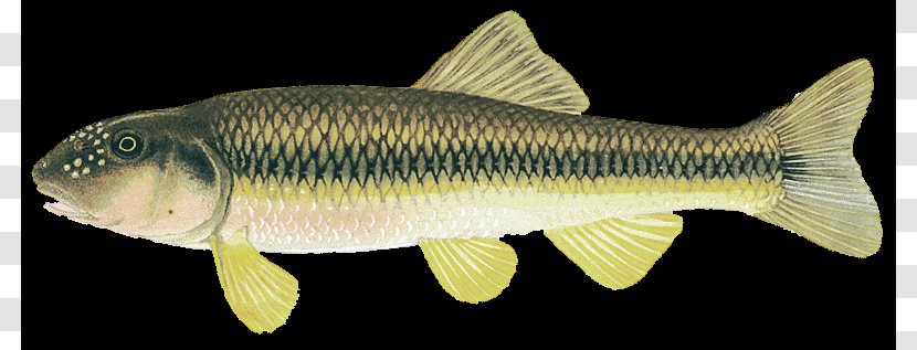 Carp River Chub Rudd Perch Fish Transparent PNG