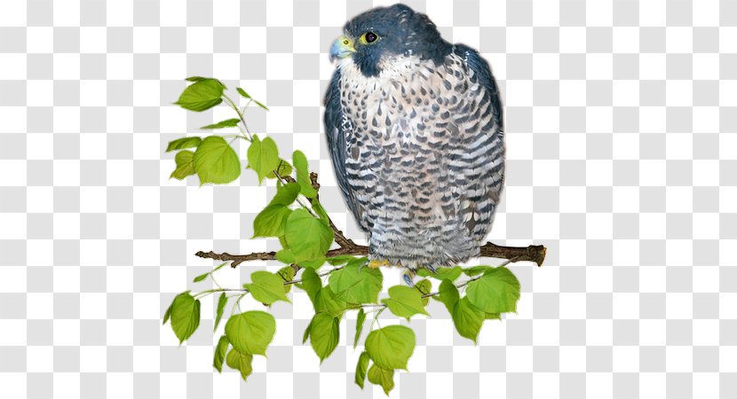 Hawk Owl Beak Fauna Falcon - Organism Transparent PNG