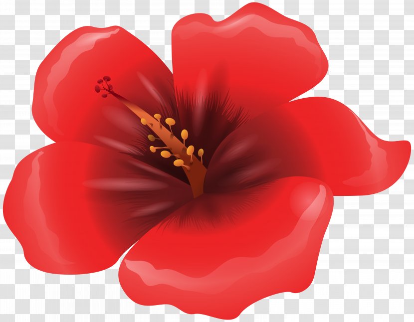 Poppy Flowers Red Clip Art - Drawing - Large Flower Clipart Image Transparent PNG