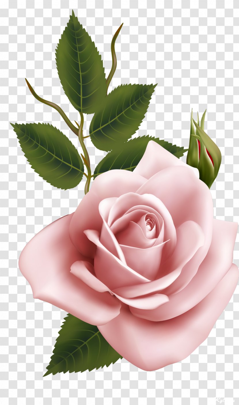Garden Roses Cabbage Rose Floribunda Clip Art - Plant - Flower Transparent PNG