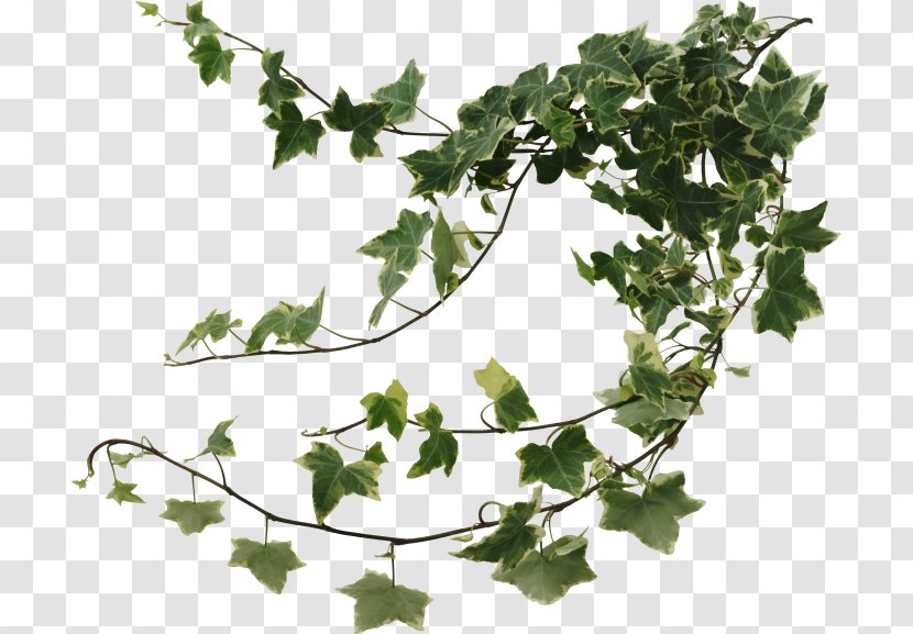 Common Ivy Vine Leaf Variegation Hedera Colchica - Twig Transparent PNG