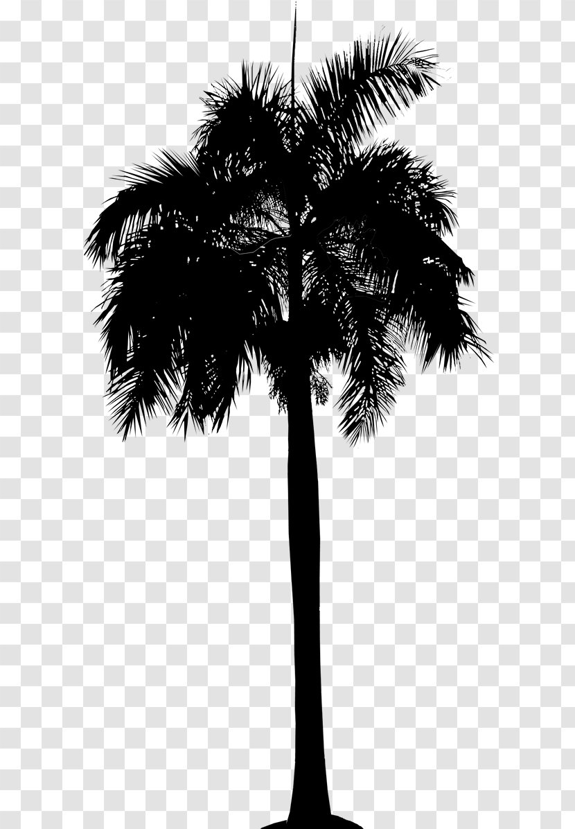 Asian Palmyra Palm Date Leaf Trees Plant Stem - Attalea Speciosa Transparent PNG