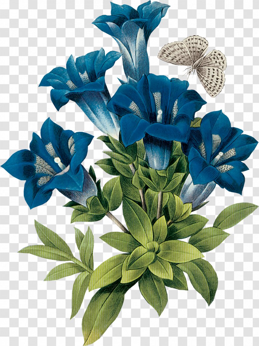 Gentian Botanical Illustration Blue Flower - Painting Transparent PNG