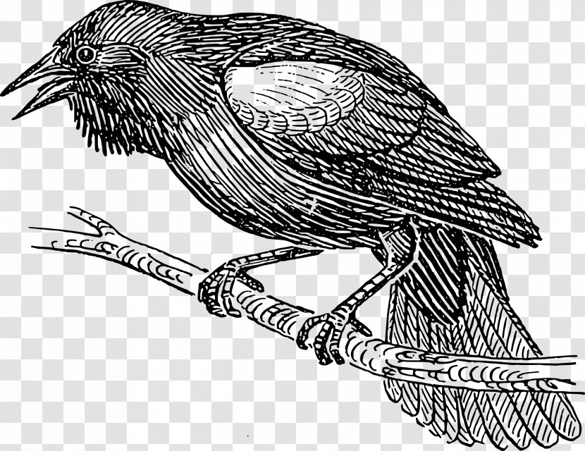 Bird Line Art Drawing Clip - Crow Transparent PNG