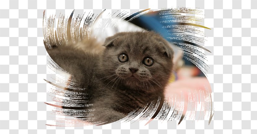 Whiskers Scottish Fold Nebelung Kitten Fur - Cat Like Mammal - Marie Transparent PNG